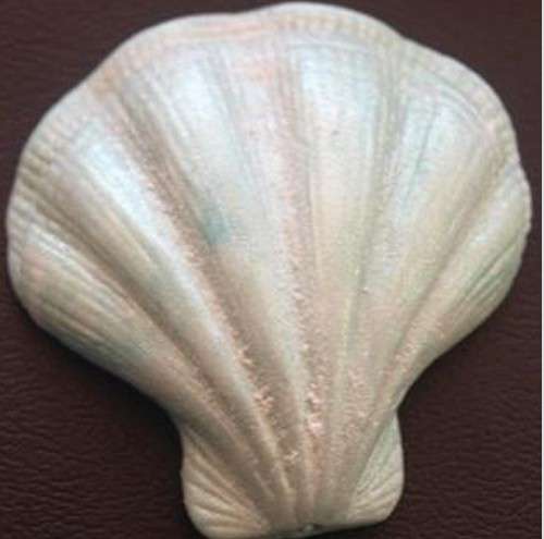 Clam Shell Silicone Mould - Click Image to Close